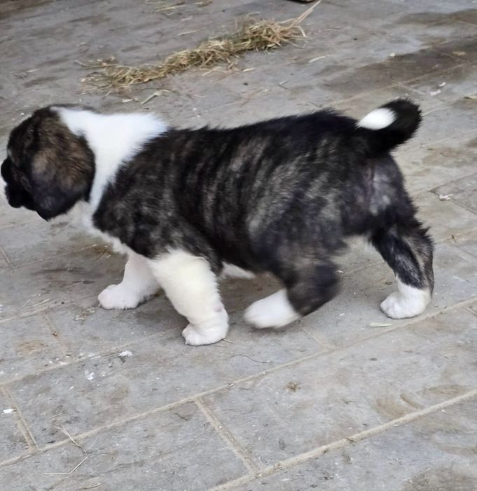 Owczarek środkowowazjatcki