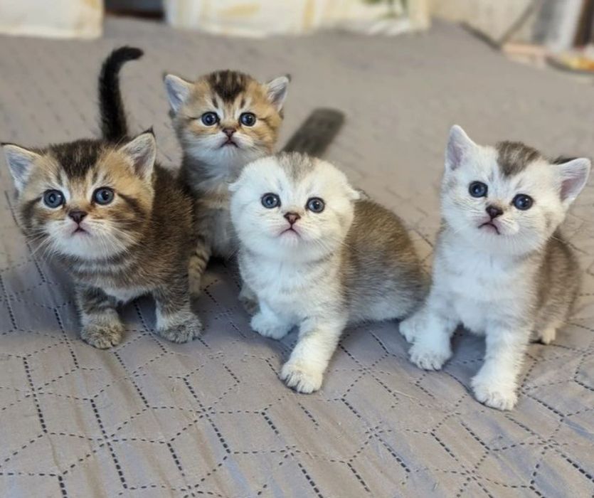 Котята окраса шиншилла
