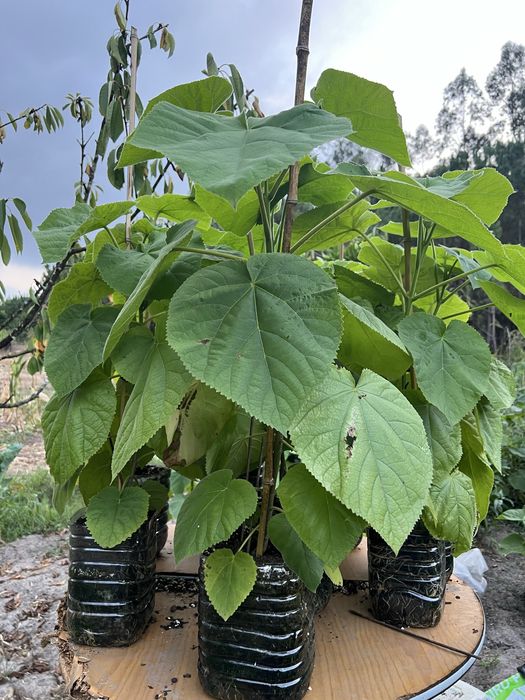Paulonia elongata, paulownia elongata , data do plantio , janeiro