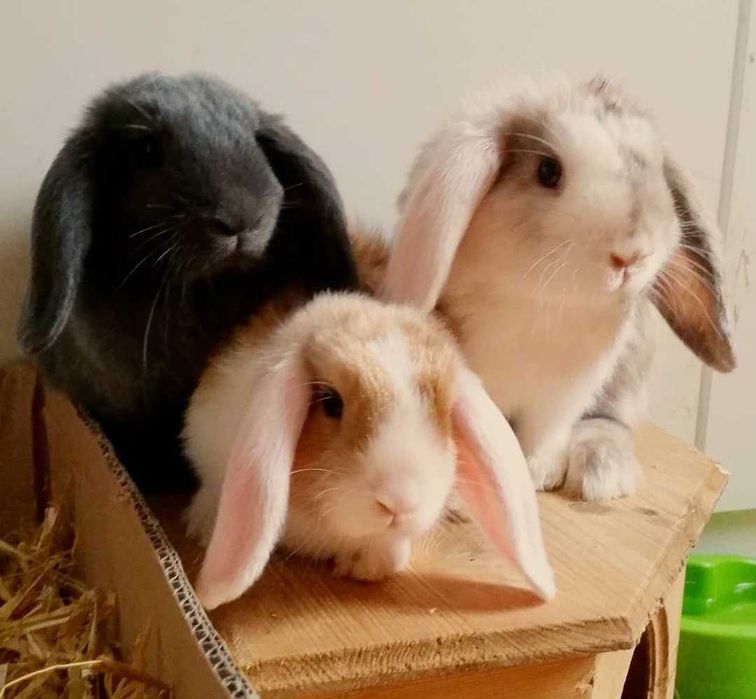 KIT Coelhos anões orelhudos, mini lop super inteligentes e dóceis