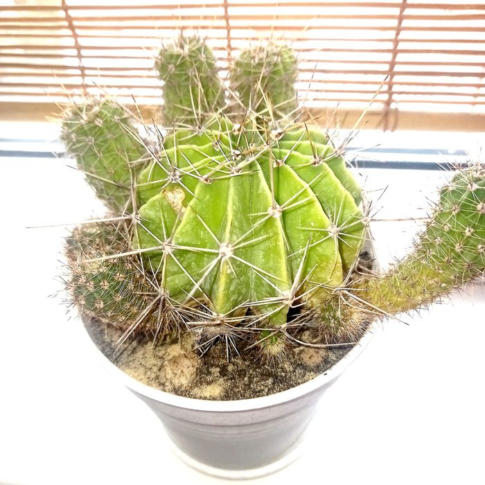 Кактус,cactus,кімнатна рослина