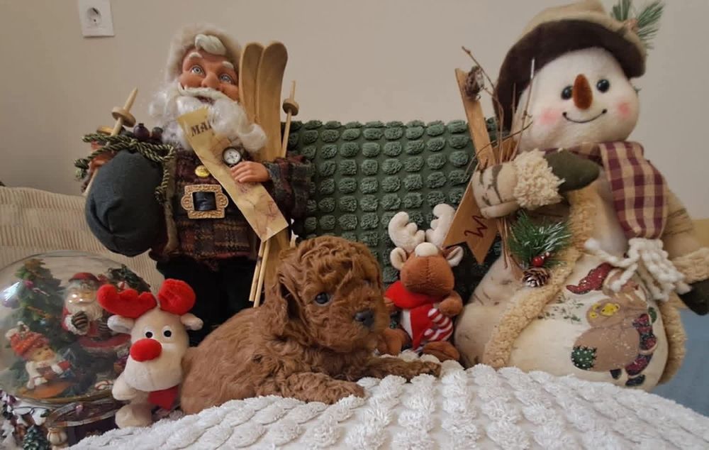 Хлопчік   той пудель ред браун