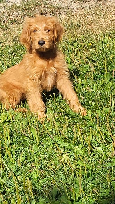 Goldendoodle - Szczeniaki