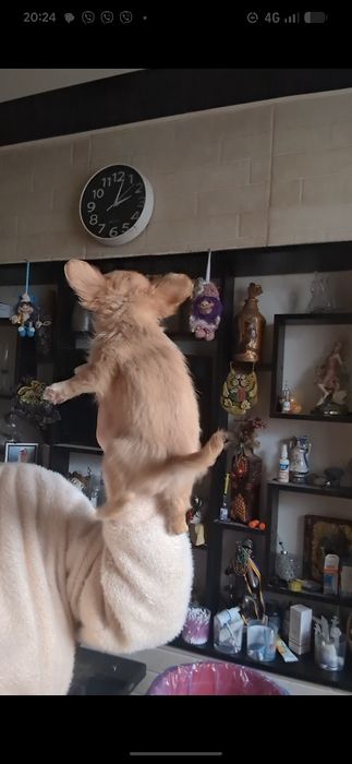 Хлопчик чихуахуа дш рудий