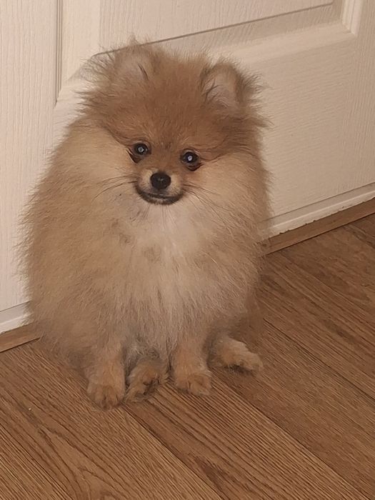 Мальчик померанского шпица