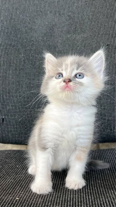 котики 1,5 місяці