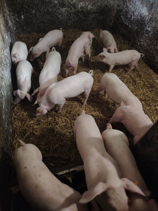 sprzedam prosięta 8tyg. 160 zł / szt.