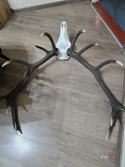 Wieniec zrzut zrzuty jelenia 9,30 kg