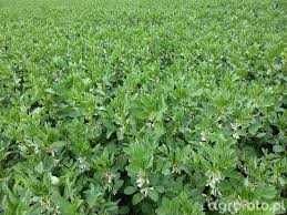 Bobas Bobik materiał siewny C1 kwalifikat promocja