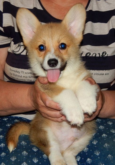 Мальчик Джордж Вельш Корги Пемброк