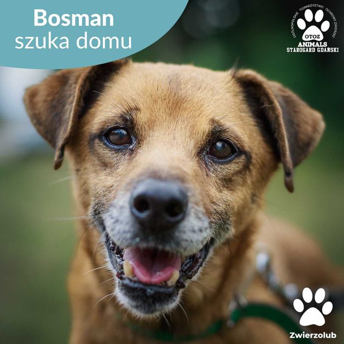 Przyjazny pies Bosman do adopcji