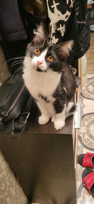 Кошечка в хорошие руки