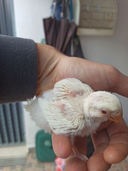 Rosicolis novos para criar a mão