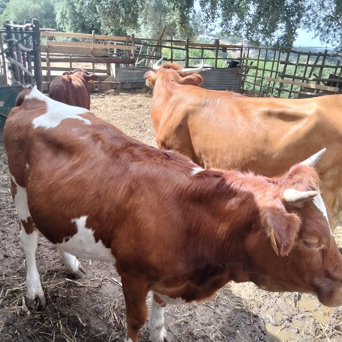 vacas cruzadas de limousine