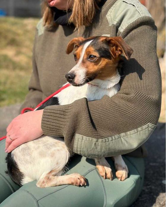 Jack Russell Terrier piesek schronisko Bełchatów -aktualne