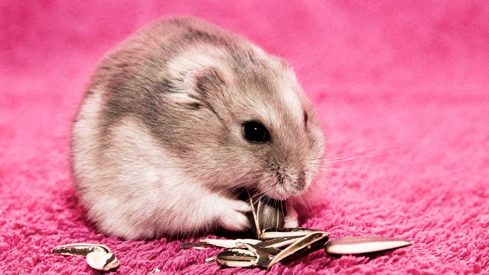 Джунгарские хомячки, хомячата, хомяки, хомяк, карликовые, джунгарики