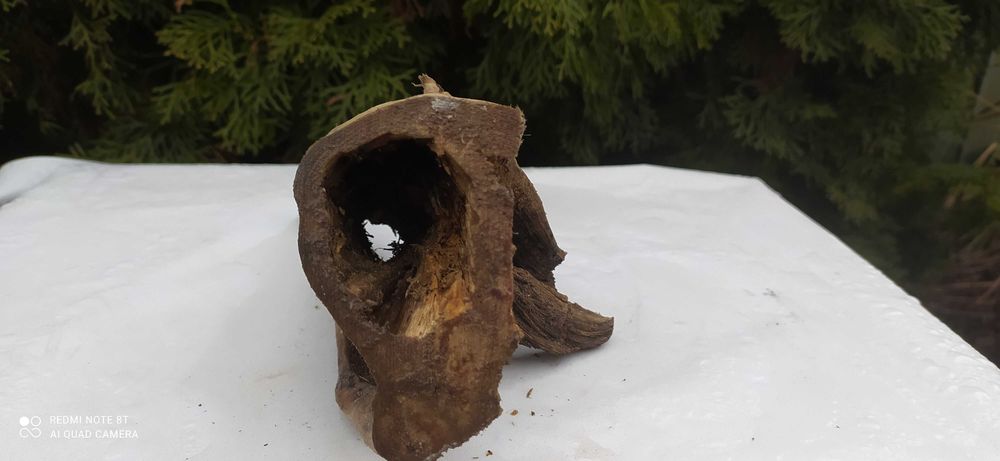 Niezwykły korzeń z otworem na wylot.