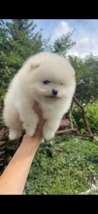Szpic miniaturowy pomeranian chlopczyk mini xs do 2 kg