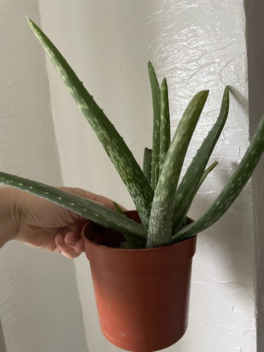 Кімнатні рослини