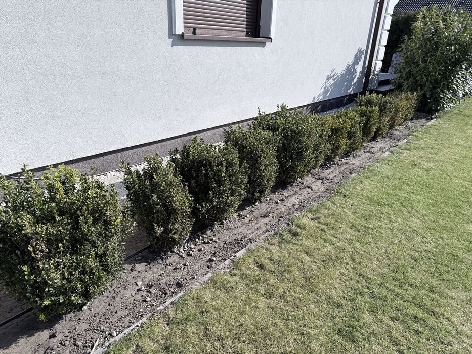 Bukszpan duży pilne.