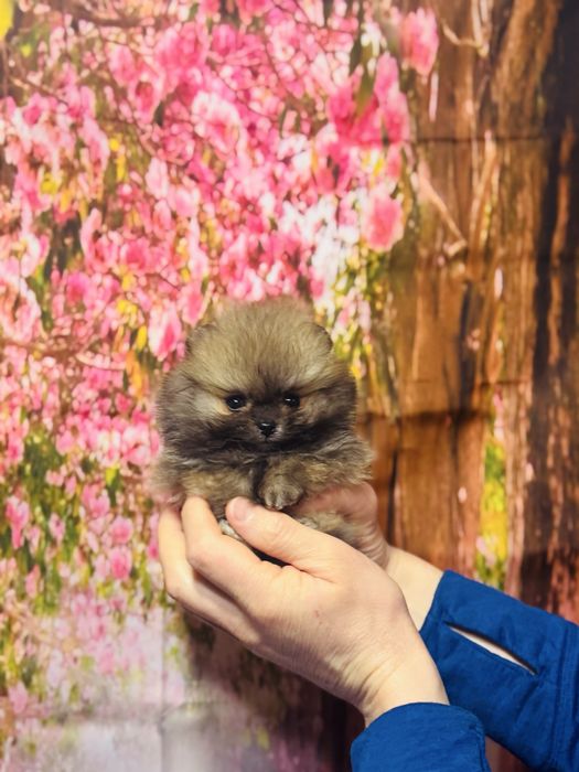 Супер-МІНІ хлопчик КСУ