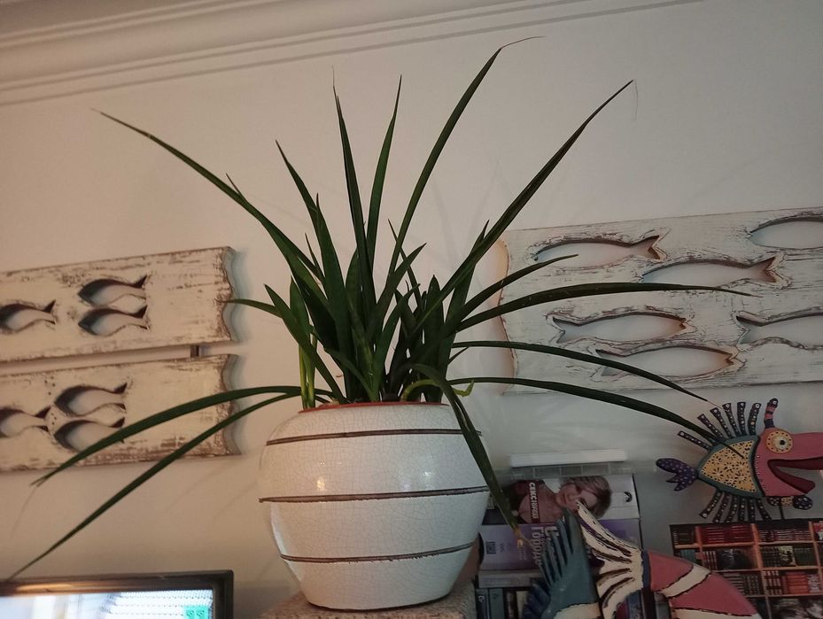 Planta natural, vasos da foto