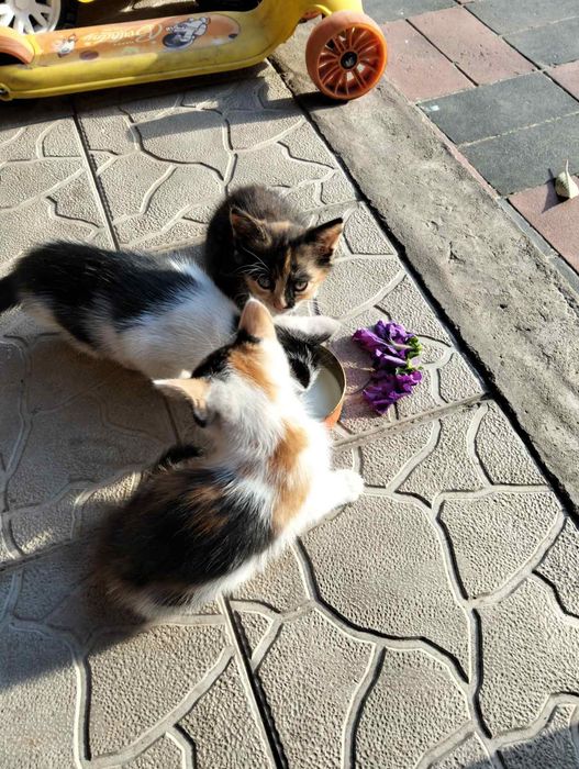 Кошенята в добрі руки