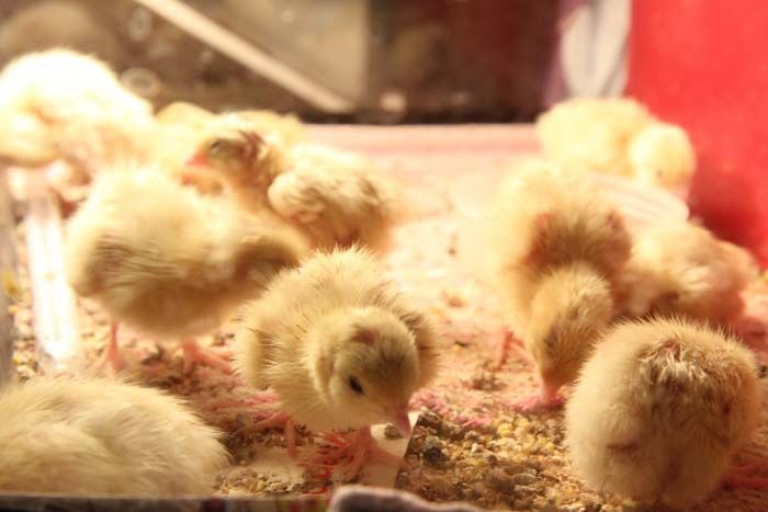 Техас перепілка курчата