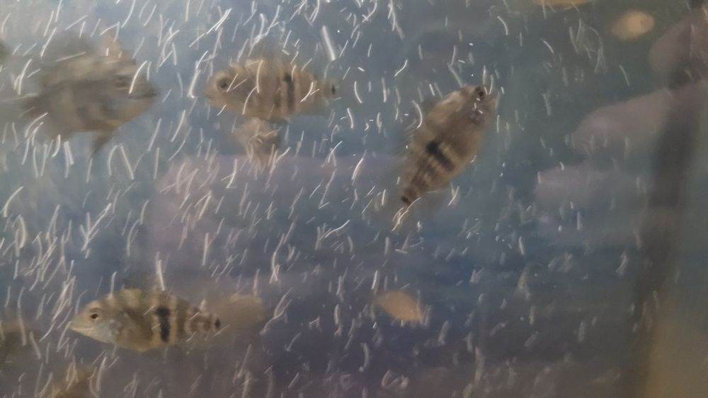 Акара бірюзова (мальок)