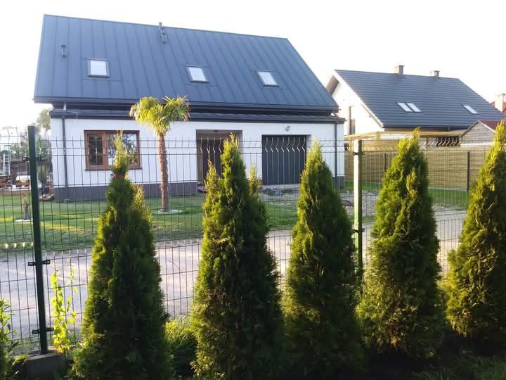 Tuja Szmaragd thuja sadzenie i dowóz do klienta