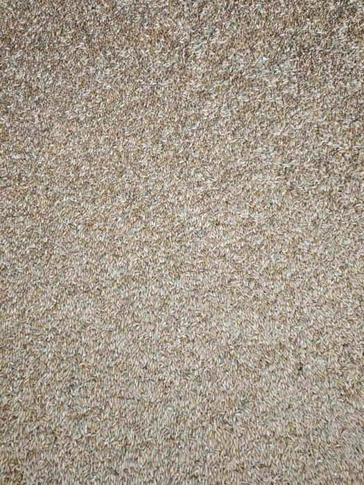 Sprzedam pszenżyto. Zbiór 2025