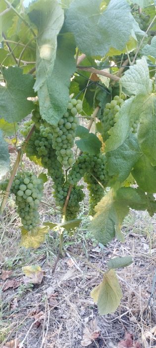 Venda de uvas casta loureiro