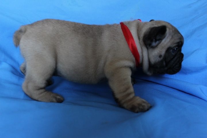 Купить девочку французского бульдога в питомнике