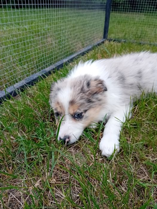 Border collie suczka