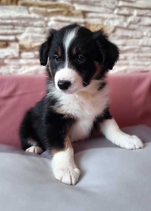 Border collie szczenię