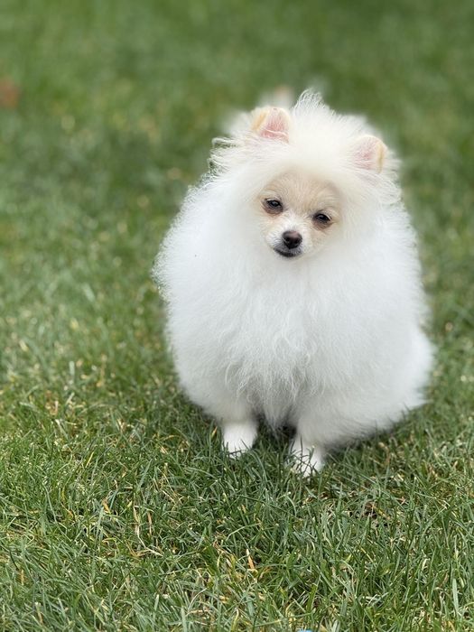 Дівчинка мини  померансько шпіца