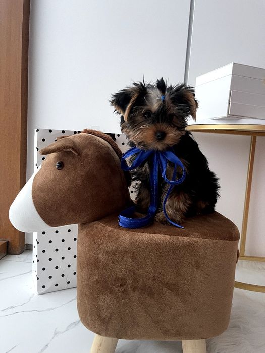 VIP Йорки — Доставка по Україні та Європі  з любовю