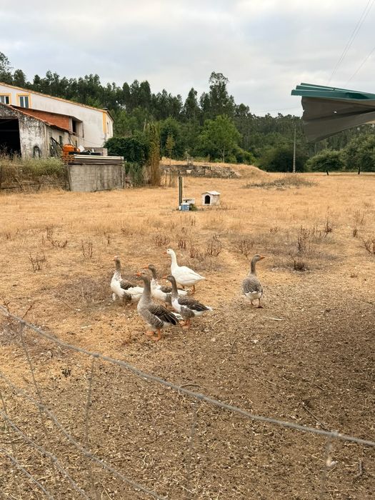 Gansos do campo a venda