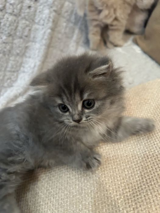 Шотландські кошенята (фолд/страйт), короткошерсті та лонгхейри