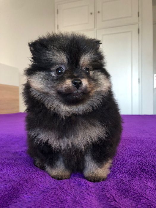 Lulu da Pomerânia Macho Mini