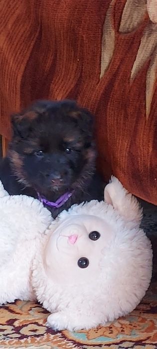 Довгошнерсні цуценята німецької вівчарки