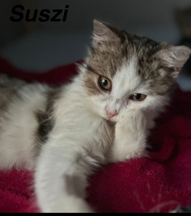 Przekochana Suszi błaga o dom..