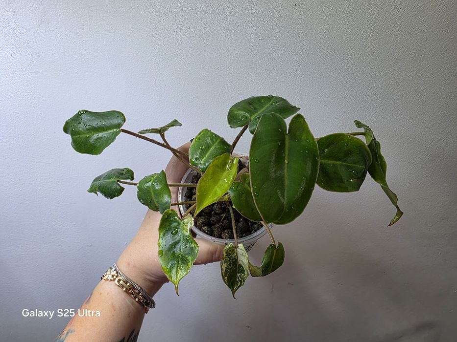 Philodendron burle marx snow white