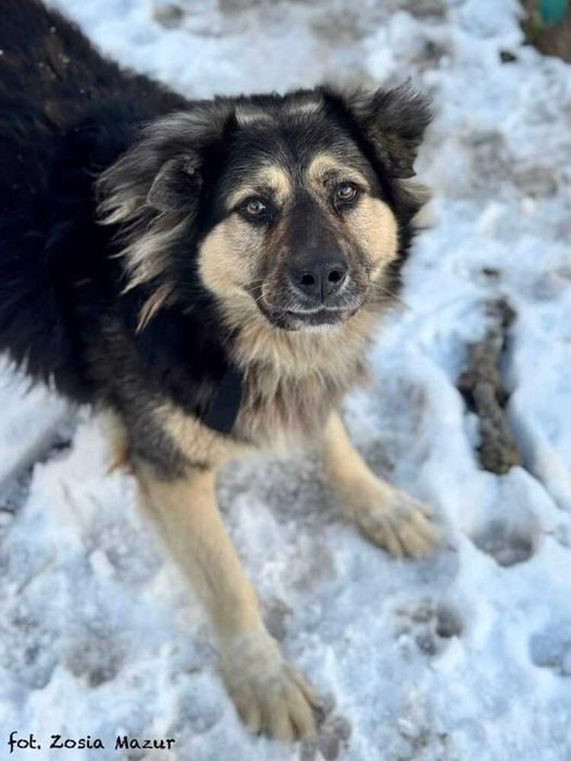 Bercik - duży i pocieszny kudłacz szuka nowego domu z ogrodem 362/25