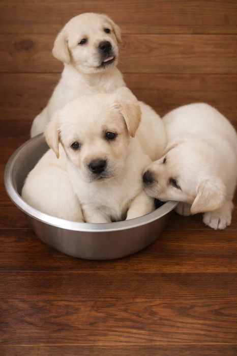 Цуценята лабрадора