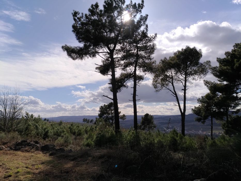 Terreno sito ao Pequito