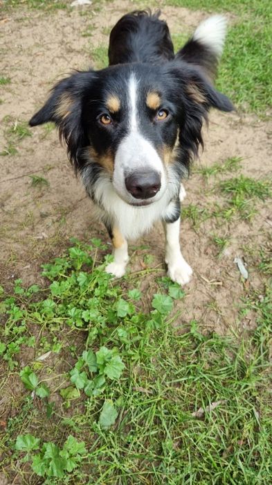 Piesek po border collie