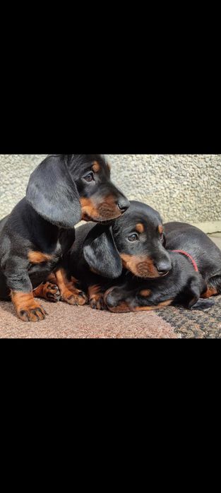 Такса короткошерстна