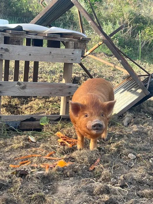 Casal reprodutor KuneKune