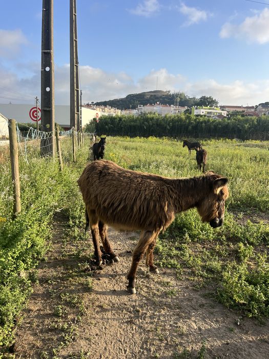 Burra mirandesa mansa